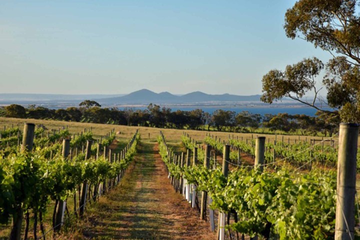 a garden with water in the background