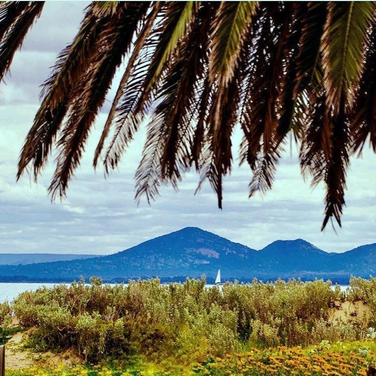 a palm tree in front of a body of water