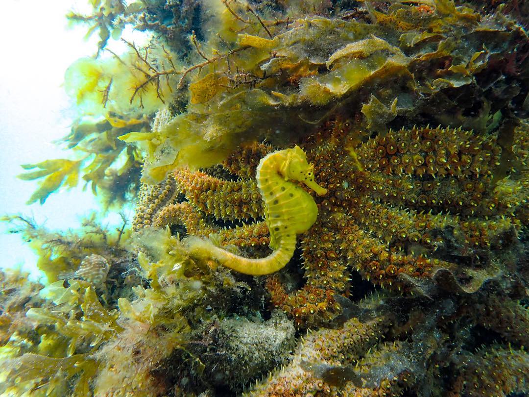 a close up of a underwater