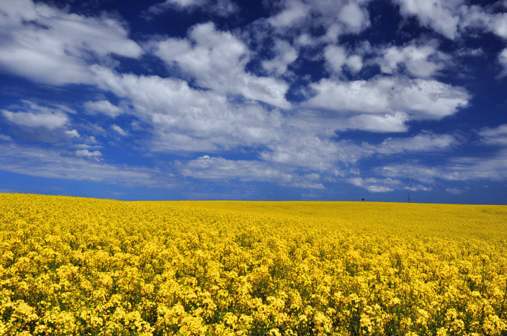 Canola a close up of a flower field