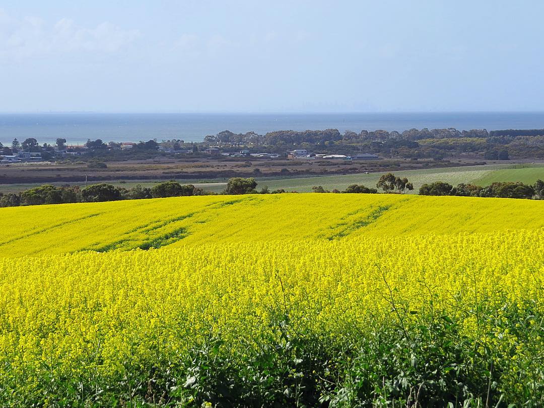 a large green field with trees in the background