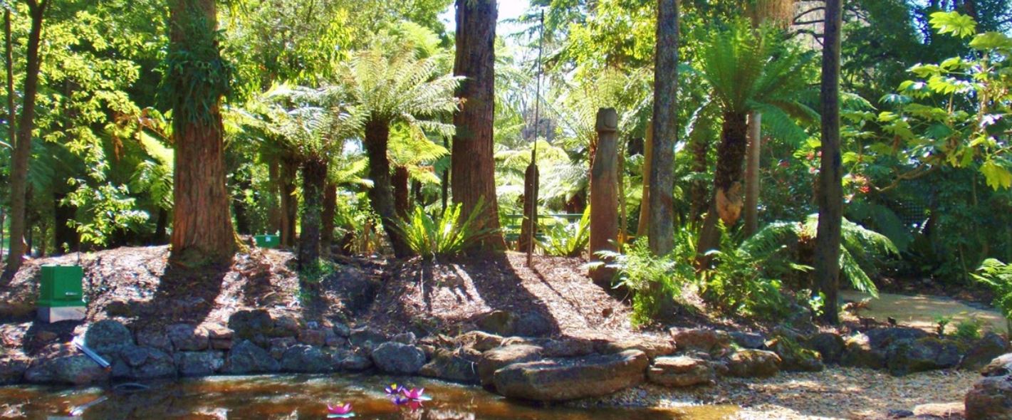 Botanic Gardens Hero a large tree in a forest