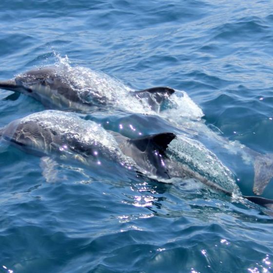 Two dolphins swimming side by side in the ocean with clear blue water.