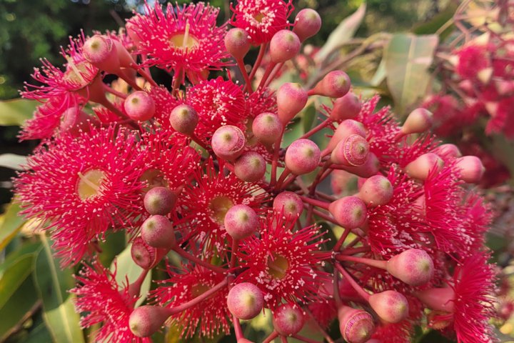 Close-up of vibrant pink eucalyptus flowers with yellow centers and green foliage.