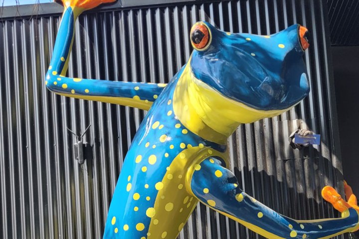 Colorful frog sculpture with blue and yellow spots on a corrugated wall.